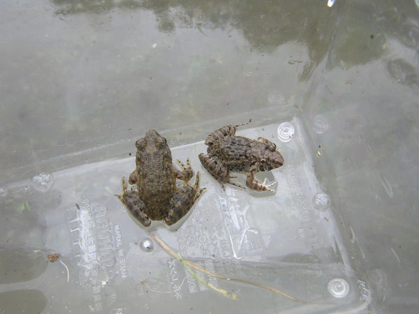 f:id:OIKAWAMARU:20150620212025j:image f:id:OIKAWAMARU:20150620212025j:image