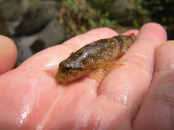 f:id:OIKAWAMARU:20150624225146j:image f:id:OIKAWAMARU:20150624225146j:image