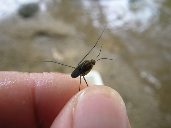 f:id:OIKAWAMARU:20150624225147j:image f:id:OIKAWAMARU:20150624225147j:image