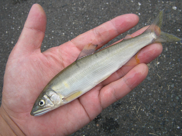 f:id:OIKAWAMARU:20150624225151j:image f:id:OIKAWAMARU:20150624225151j:image