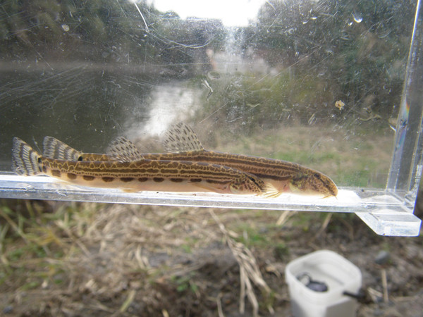 f:id:OIKAWAMARU:20151222173009j:image