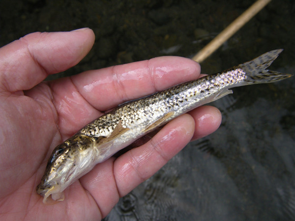 f:id:OIKAWAMARU:20151222213136j:image