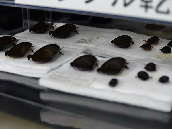 f:id:OIKAWAMARU:20151228183130j:image