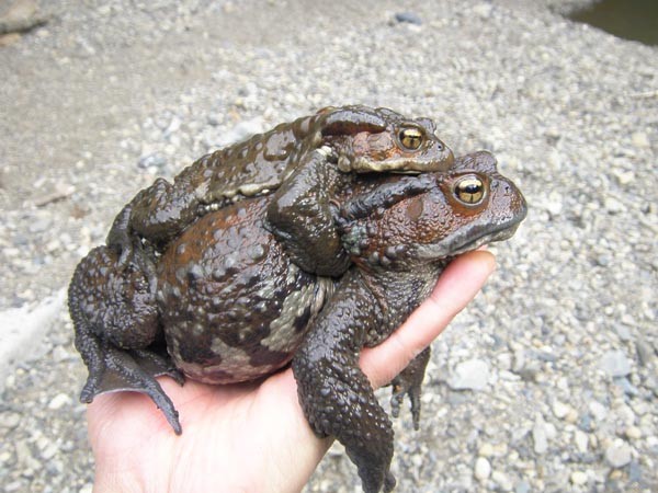 f:id:OIKAWAMARU:20160214211630j:image f:id:OIKAWAMARU:20160214211630j:image