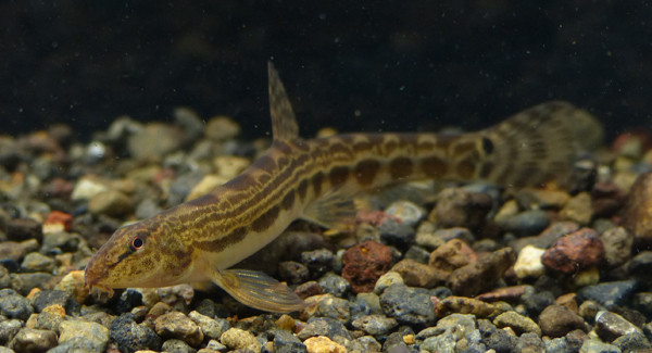 f:id:OIKAWAMARU:20160224214143j:image f:id:OIKAWAMARU:20160224214143j:image