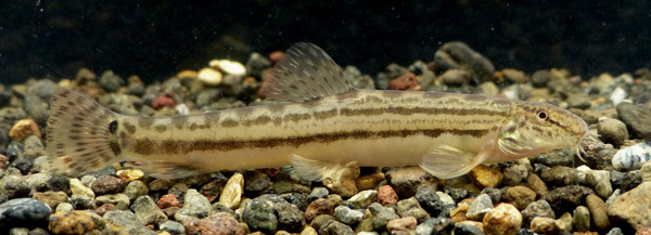 f:id:OIKAWAMARU:20160224214730j:image f:id:OIKAWAMARU:20160224214730j:image