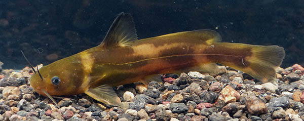 f:id:OIKAWAMARU:20160226080731j:image