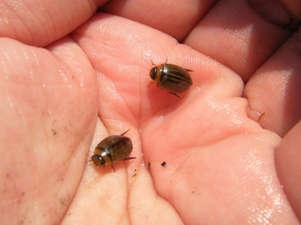 f:id:OIKAWAMARU:20160501151552j:image