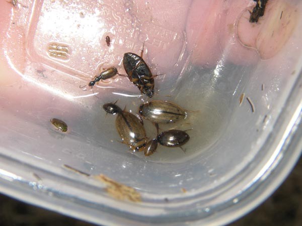 f:id:OIKAWAMARU:20170110221659j:image f:id:OIKAWAMARU:20170110221659j:image