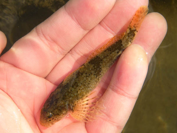 f:id:OIKAWAMARU:20170125224806j:image f:id:OIKAWAMARU:20170125224806j:image