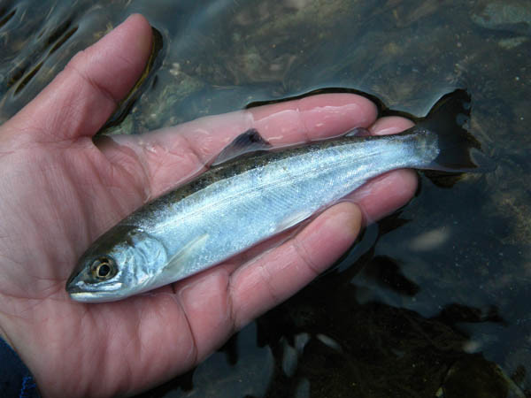 f:id:OIKAWAMARU:20170125224810j:image f:id:OIKAWAMARU:20170125224810j:image