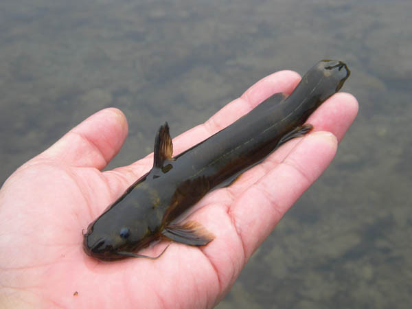 f:id:OIKAWAMARU:20170201212012j:image f:id:OIKAWAMARU:20170201212012j:image