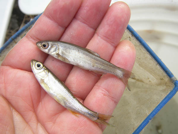 f:id:OIKAWAMARU:20170201212015j:image f:id:OIKAWAMARU:20170201212015j:image