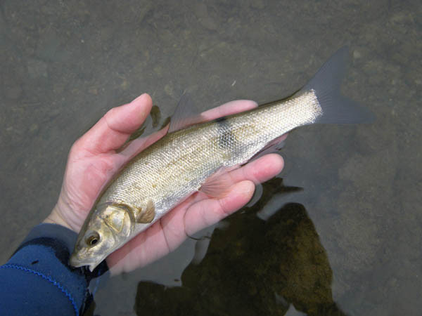 f:id:OIKAWAMARU:20170201212016j:image f:id:OIKAWAMARU:20170201212016j:image