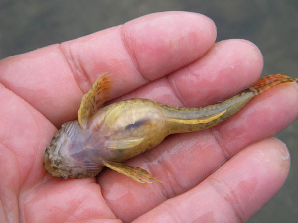 f:id:OIKAWAMARU:20170201212017j:image f:id:OIKAWAMARU:20170201212017j:image