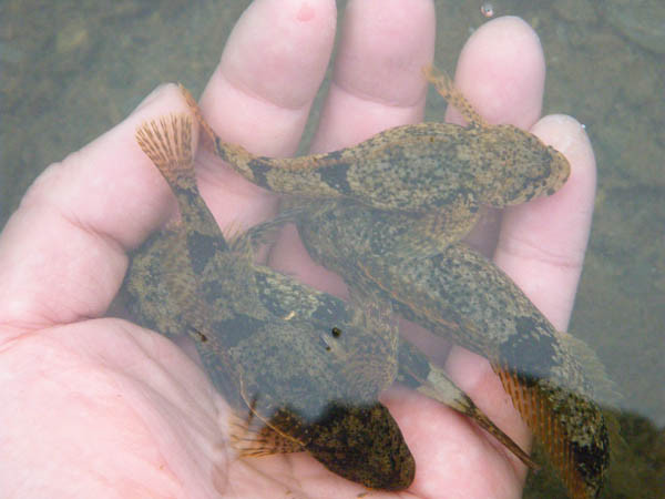 f:id:OIKAWAMARU:20170201212018j:image f:id:OIKAWAMARU:20170201212018j:image