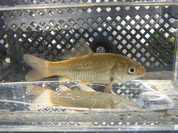 f:id:OIKAWAMARU:20170207181919j:image