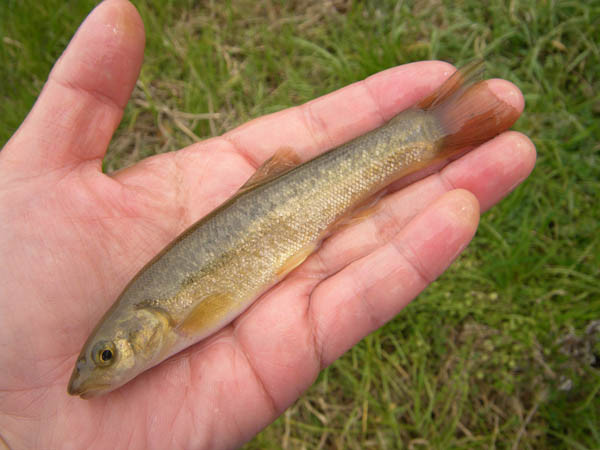 f:id:OIKAWAMARU:20170208205340j:image