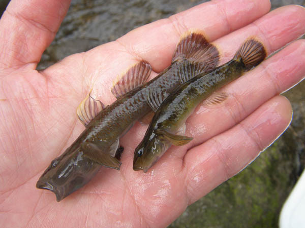 f:id:OIKAWAMARU:20170208205341j:image