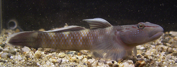 f:id:OIKAWAMARU:20170228222650j:image f:id:OIKAWAMARU:20170228222650j:image