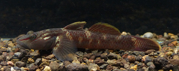 f:id:OIKAWAMARU:20170301093032j:image f:id:OIKAWAMARU:20170301093032j:image