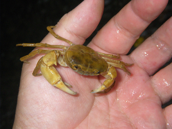 f:id:OIKAWAMARU:20170705223233j:image