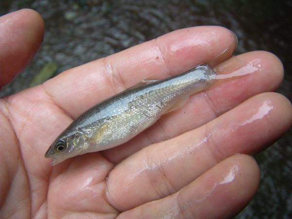 f:id:OIKAWAMARU:20170705223237j:image