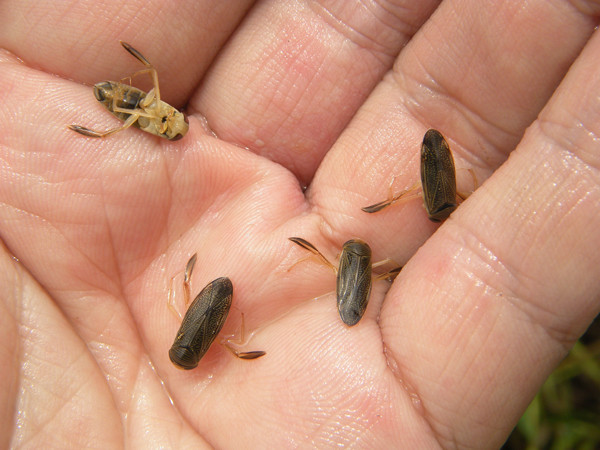 f:id:OIKAWAMARU:20170709213127j:image f:id:OIKAWAMARU:20170709213127j:image