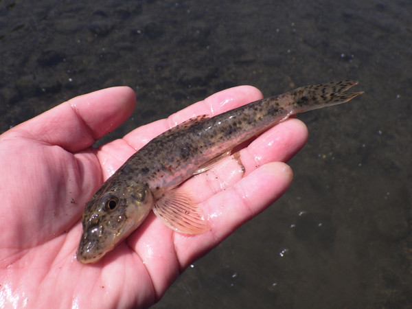 f:id:OIKAWAMARU:20180323223533j:image