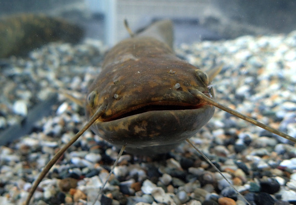 論文 - オイカワ丸の湿地帯中毒
