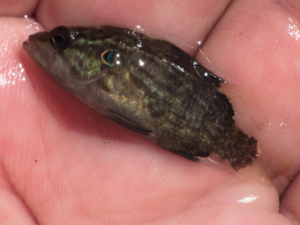 f:id:OIKAWAMARU:20180902232350j:image