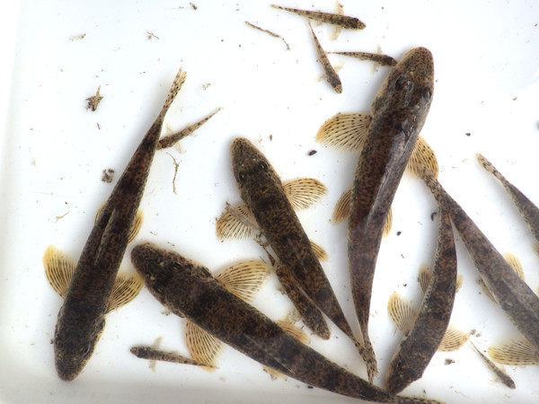 f:id:OIKAWAMARU:20190109213322j:plain f:id:OIKAWAMARU:20190109213322j:plain