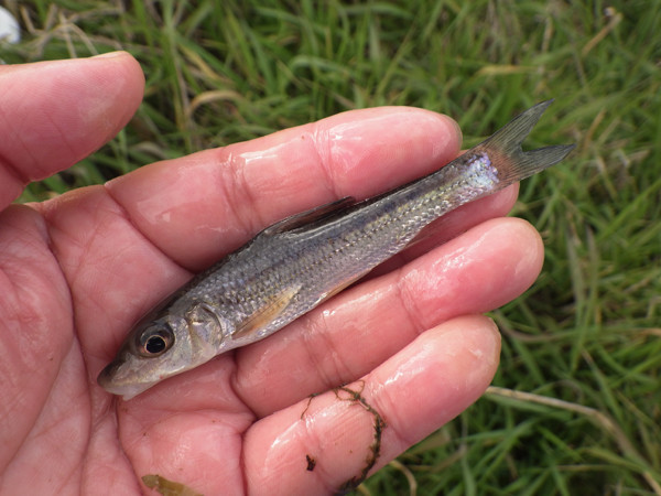 f:id:OIKAWAMARU:20190109213345j:plain f:id:OIKAWAMARU:20190109213345j:plain