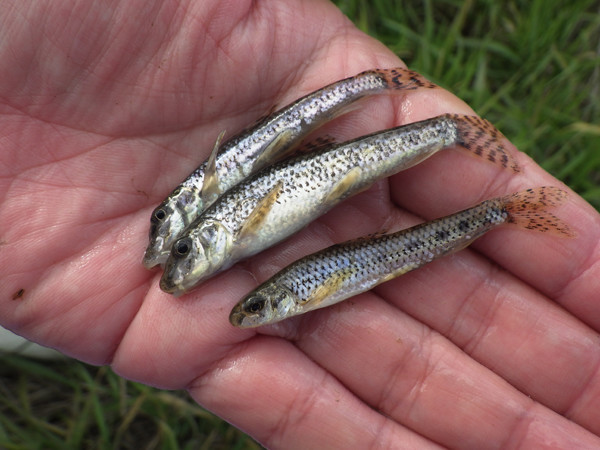 f:id:OIKAWAMARU:20190109213359j:plain f:id:OIKAWAMARU:20190109213359j:plain