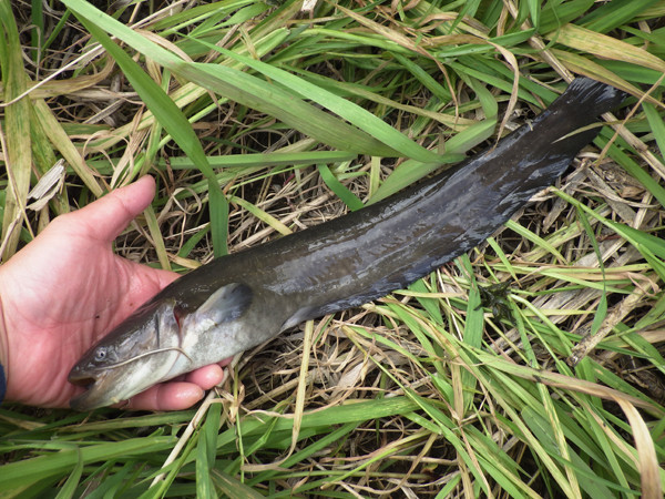 f:id:OIKAWAMARU:20190109213415j:plain f:id:OIKAWAMARU:20190109213415j:plain