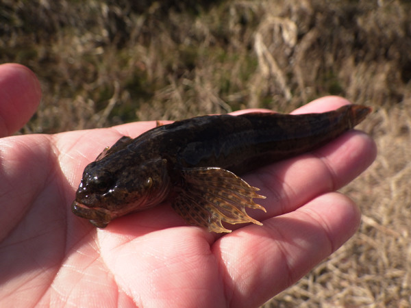 f:id:OIKAWAMARU:20190109213426j:plain f:id:OIKAWAMARU:20190109213426j:plain