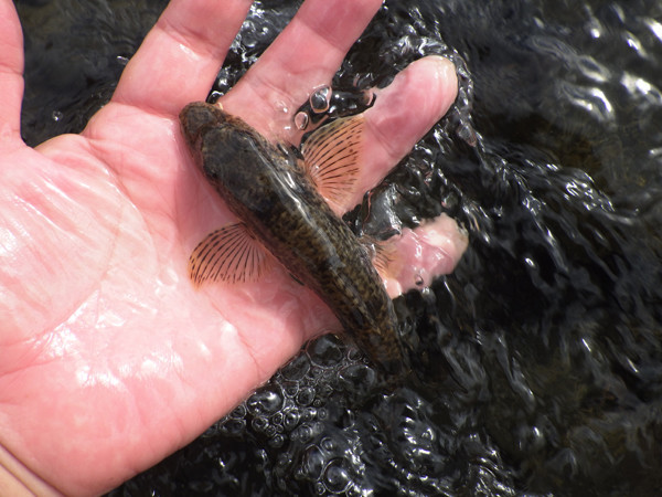 f:id:OIKAWAMARU:20190109213436j:plain f:id:OIKAWAMARU:20190109213436j:plain