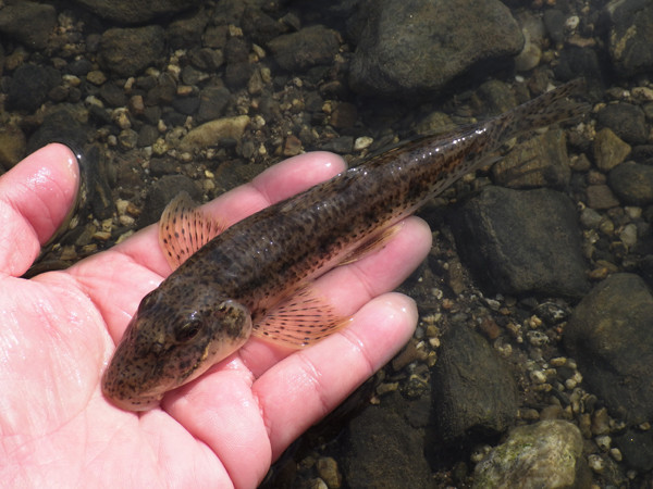 f:id:OIKAWAMARU:20190109213441j:plain f:id:OIKAWAMARU:20190109213441j:plain