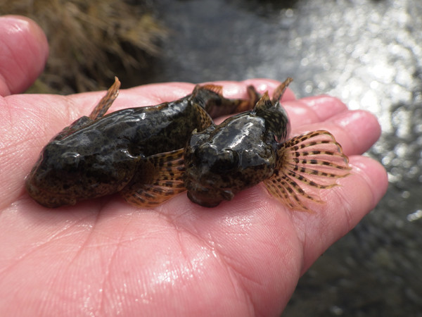 f:id:OIKAWAMARU:20190116230619j:plain f:id:OIKAWAMARU:20190116230619j:plain