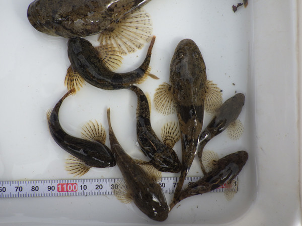 f:id:OIKAWAMARU:20190116230621j:plain f:id:OIKAWAMARU:20190116230621j:plain