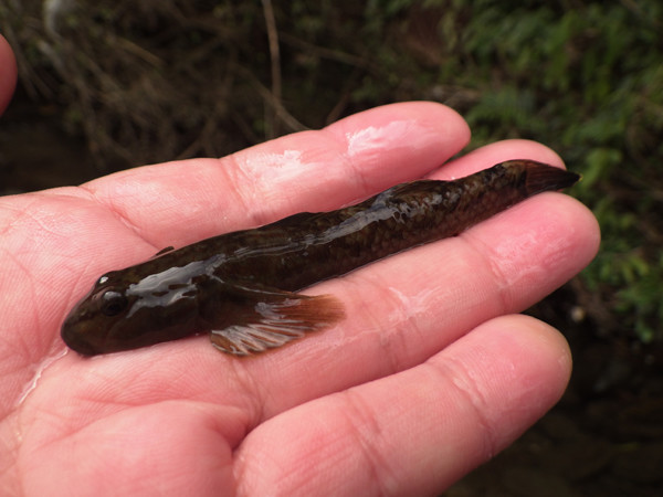 f:id:OIKAWAMARU:20190116230627j:plain f:id:OIKAWAMARU:20190116230627j:plain