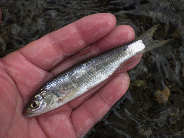 f:id:OIKAWAMARU:20190116230721j:plain f:id:OIKAWAMARU:20190116230721j:plain