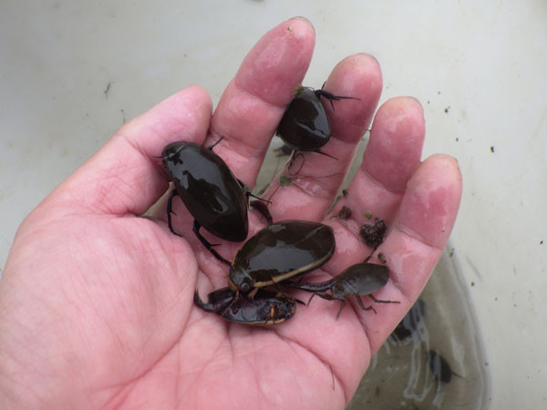 日記 - オイカワ丸の湿地帯中毒