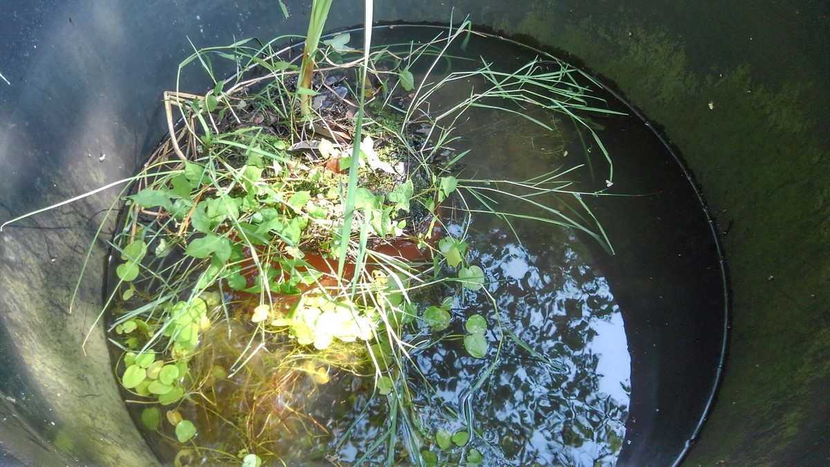 f:id:OIKAWAMARU:20200608214401j:plain f:id:OIKAWAMARU:20200608214401j:plain