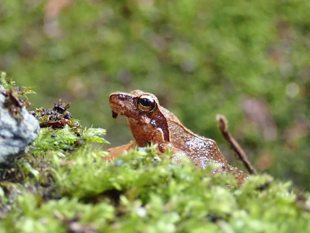 f:id:OIKAWAMARU:20200610174006j:plain f:id:OIKAWAMARU:20200610174006j:plain