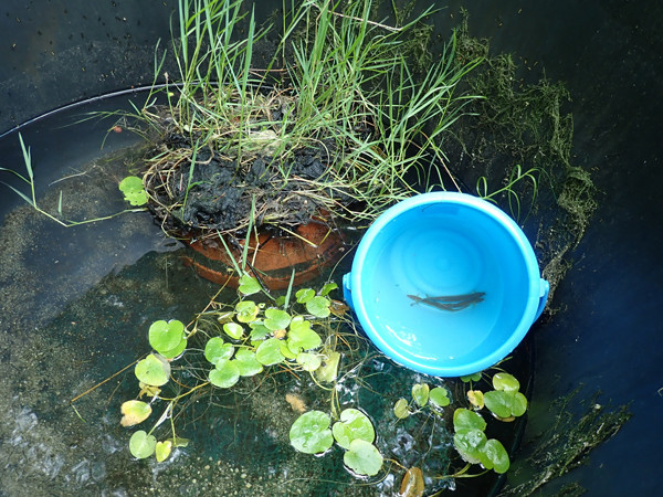 f:id:OIKAWAMARU:20200610174007j:plain f:id:OIKAWAMARU:20200610174007j:plain