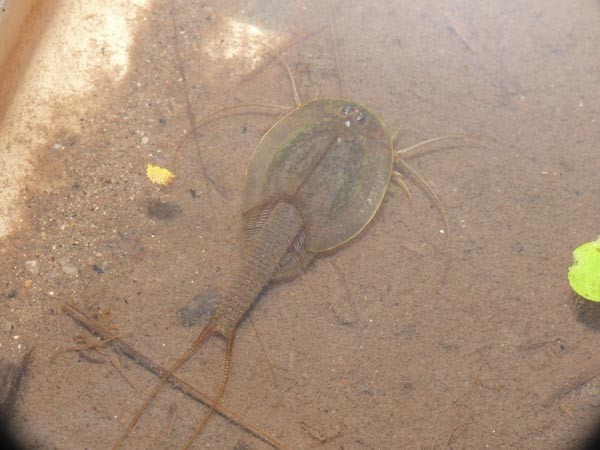 f:id:OIKAWAMARU:20200621214838j:plain f:id:OIKAWAMARU:20200621214838j:plain