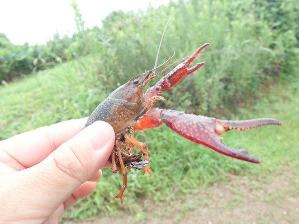 f:id:OIKAWAMARU:20200726230102j:plain