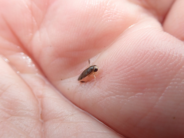 f:id:OIKAWAMARU:20200726230111j:plain