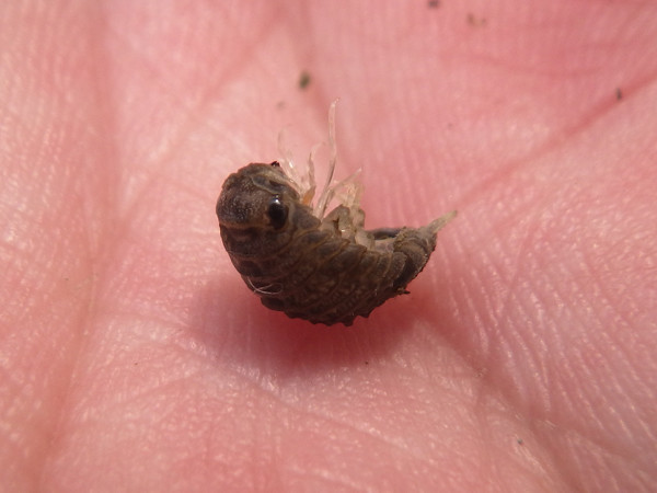 f:id:OIKAWAMARU:20200809114230j:plain